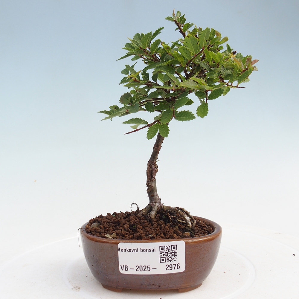 Bonsai für draußen - Ulmus parvifolia Sagei - Kleinblättrige Ulme