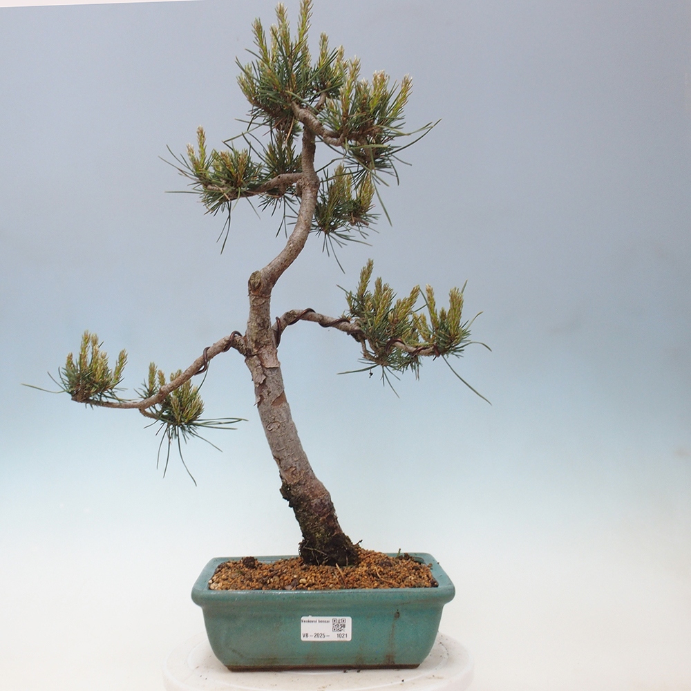 Bonsai für draußen - Pinus Sylvestris Watererri - Waldkiefer