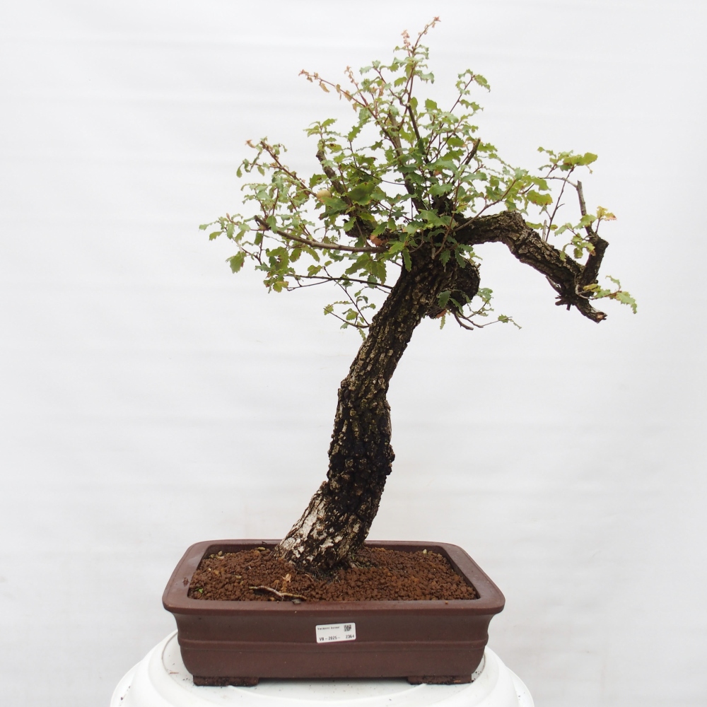 Yamadori - Quercus Ilex - Eichenstechpalme