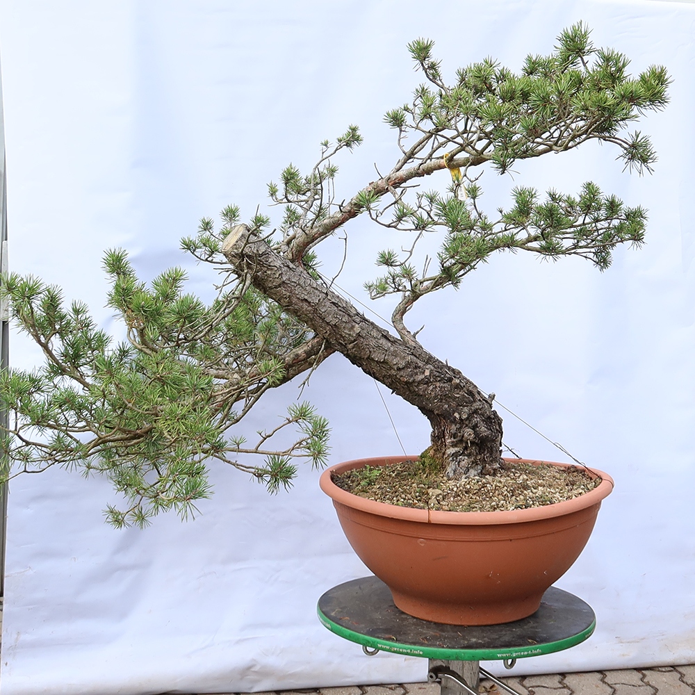 Pinus sylvestris Spanien – Waldkiefer