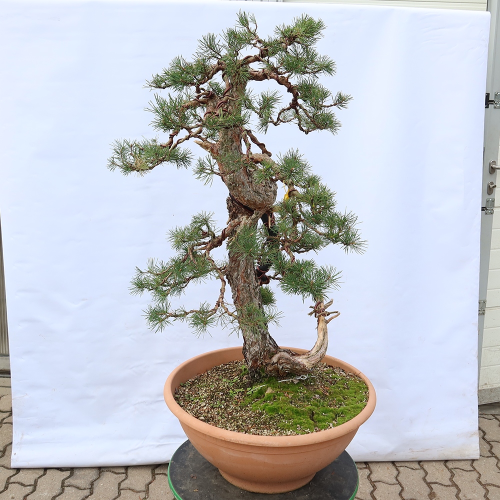 Pinus sylvestris Spanien – Waldkiefer