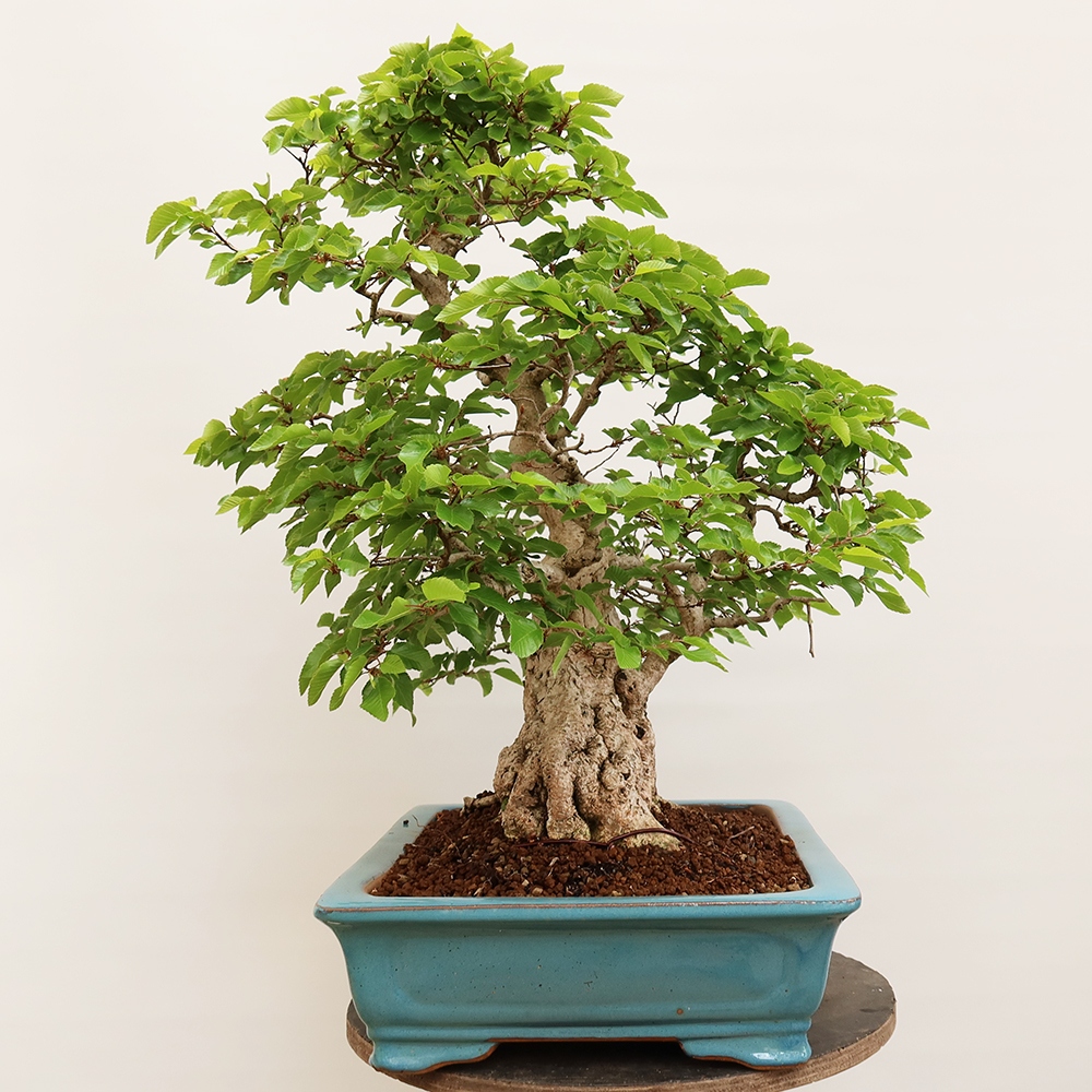 Bonsai für draußen - Karpinus Coreana - Koreanische Hainbuche