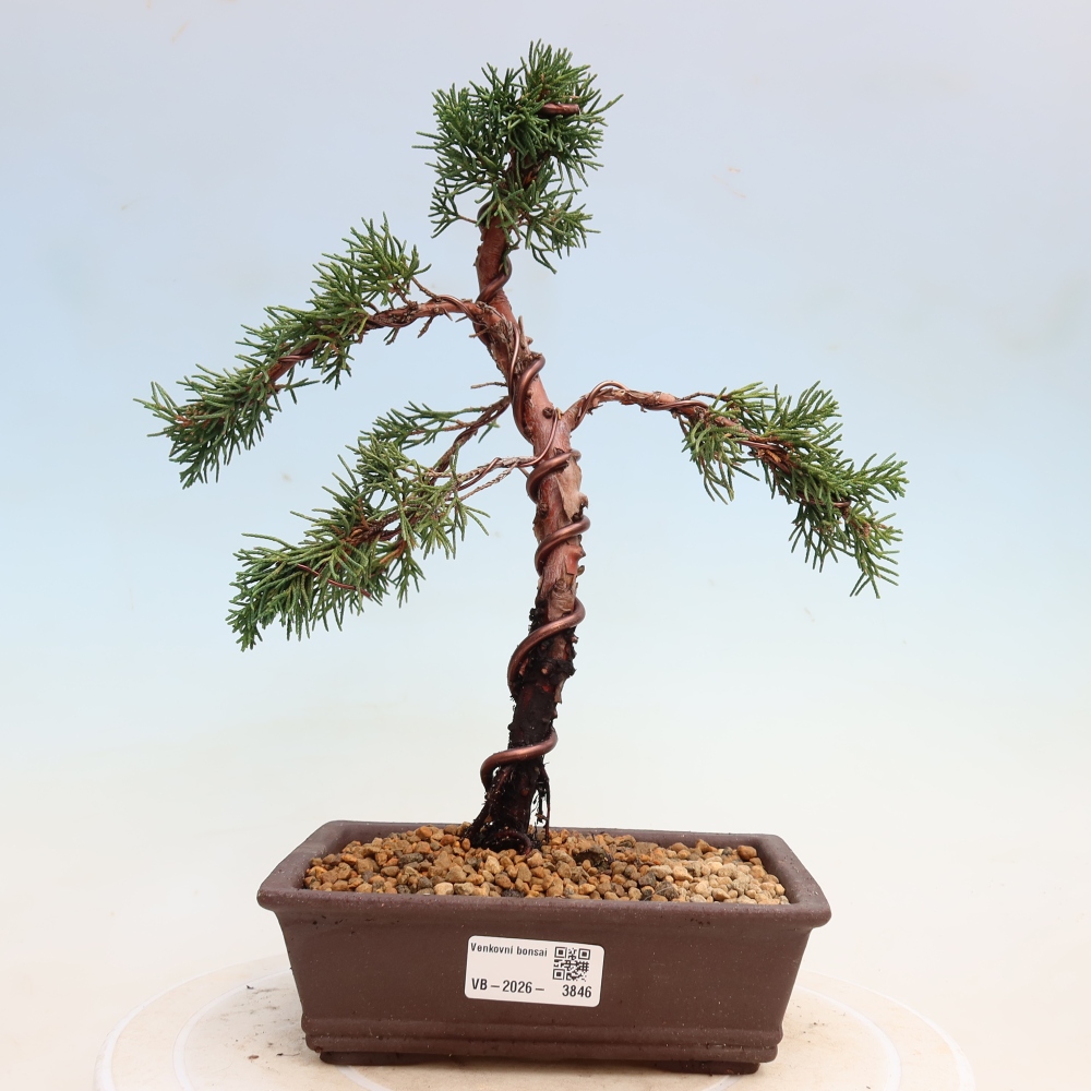 Bonsai für draußen - Juniperus chinensis Kishu