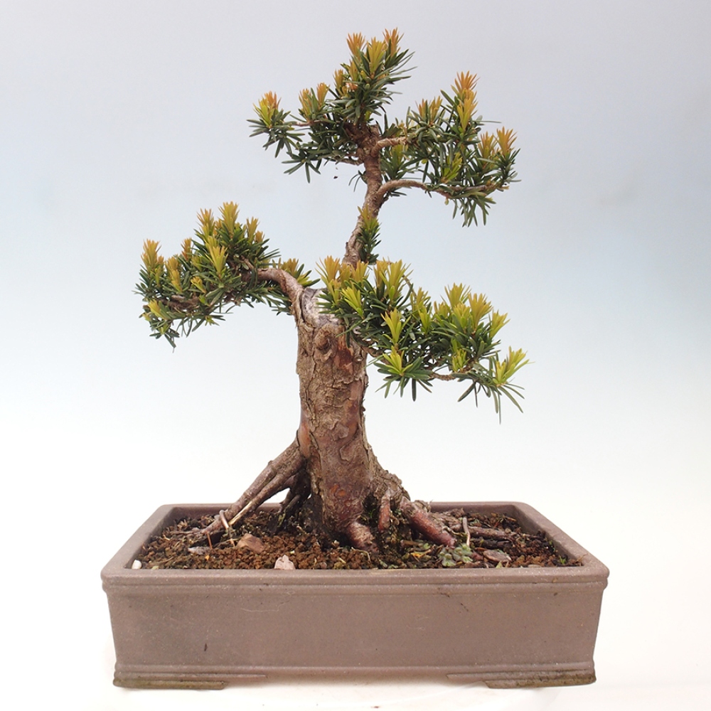 Bonsai für draußen - Taxus cuspidata - Japanische Eibe