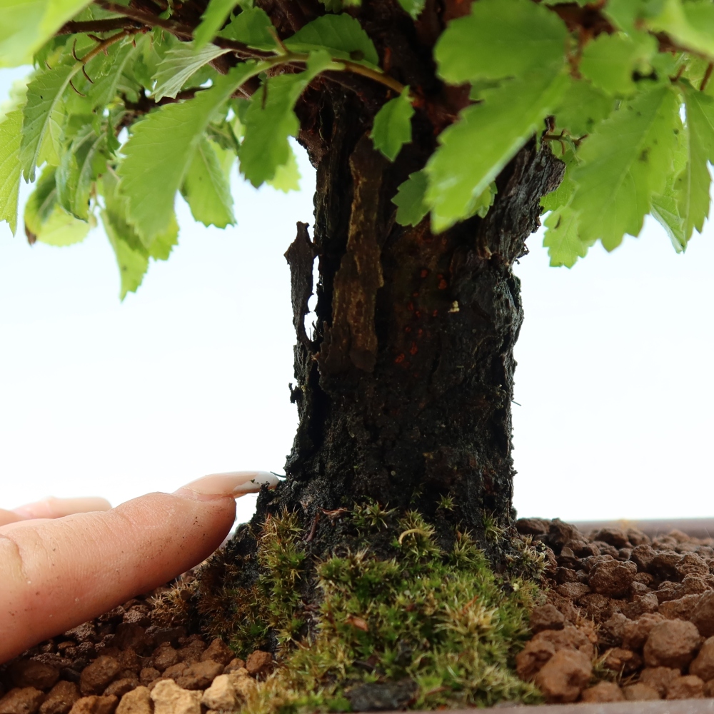Bonsai für draußen - Zelkova - Zelkova NIRE