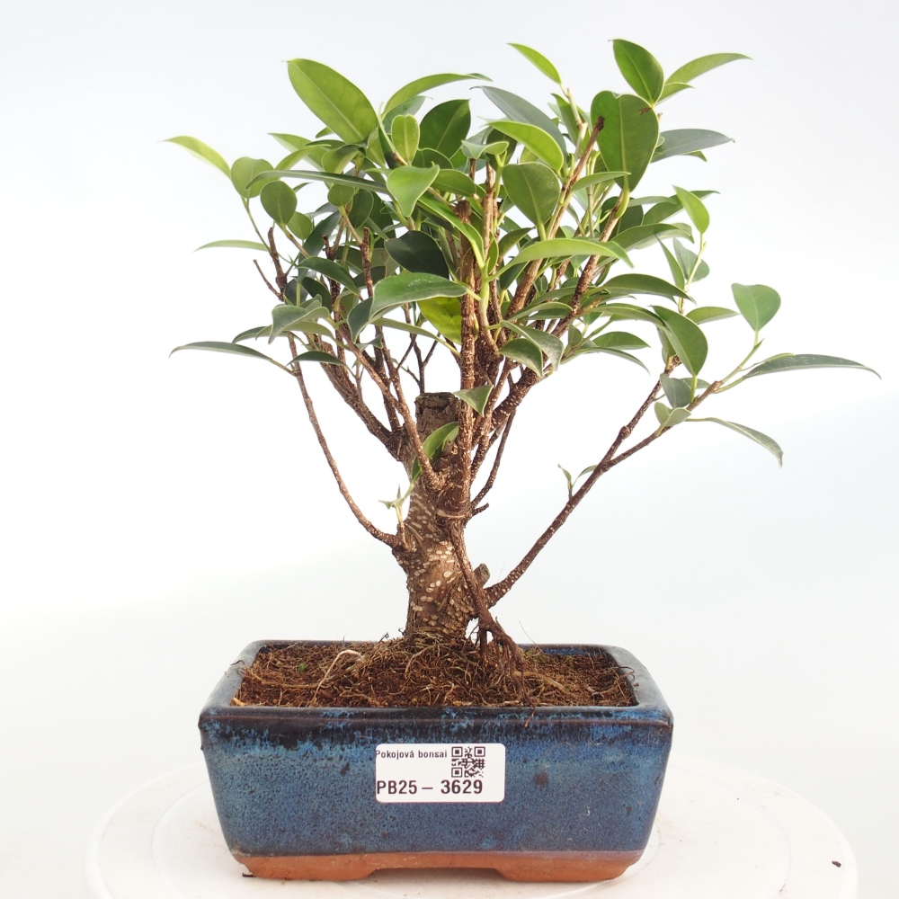 Zimmerbonsai - Ficus retusa - Kleinblättriger Ficus