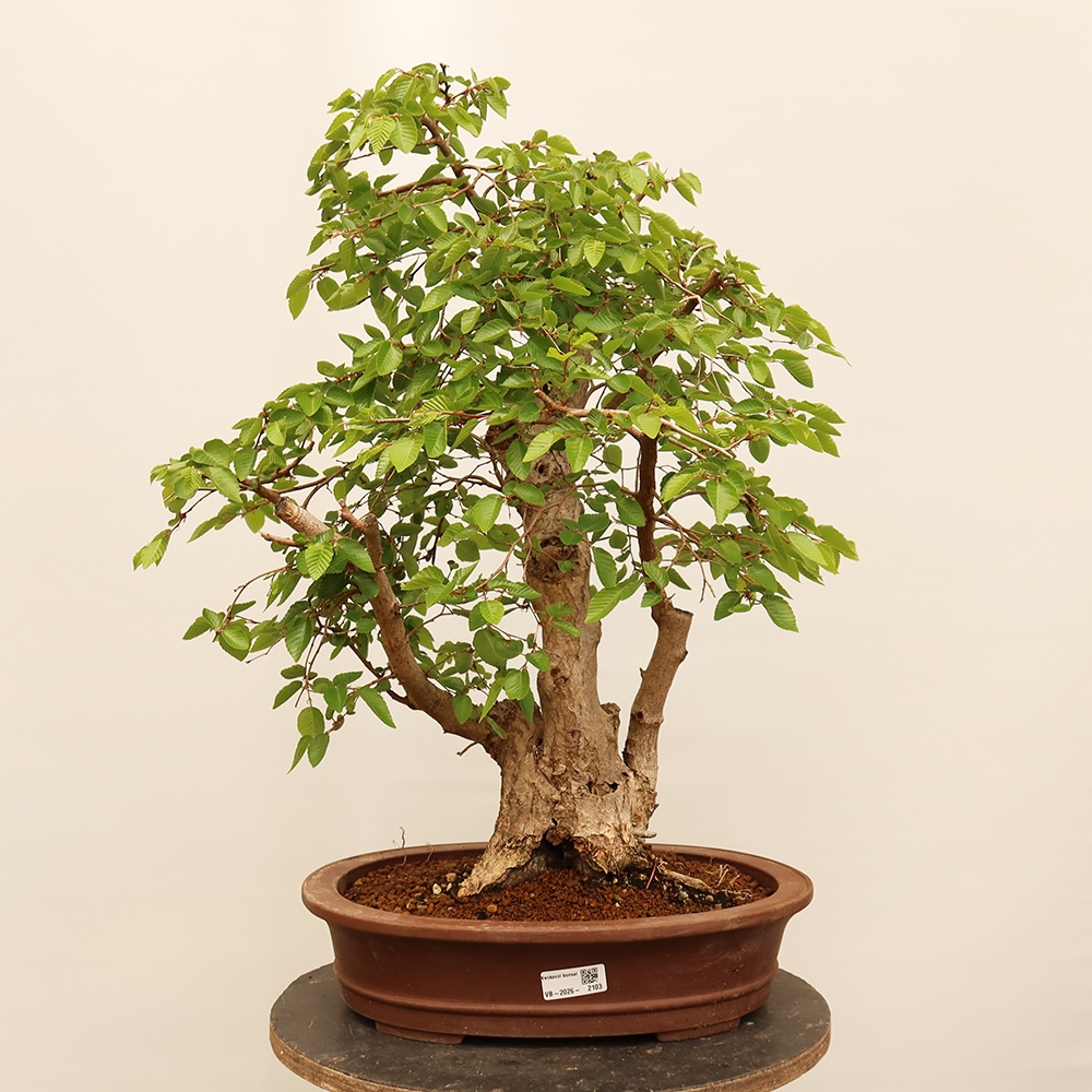 Bonsai für draußen - Karpinus Coreana - Koreanische Hainbuche