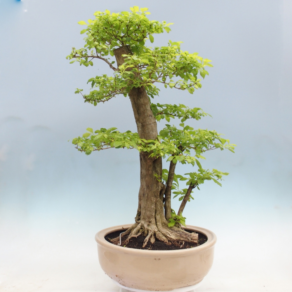 Zimmerbonsai - Duranta erecta Aurea - NUR PERSÖNLICHE ABHOLUNG oder Palettentransport