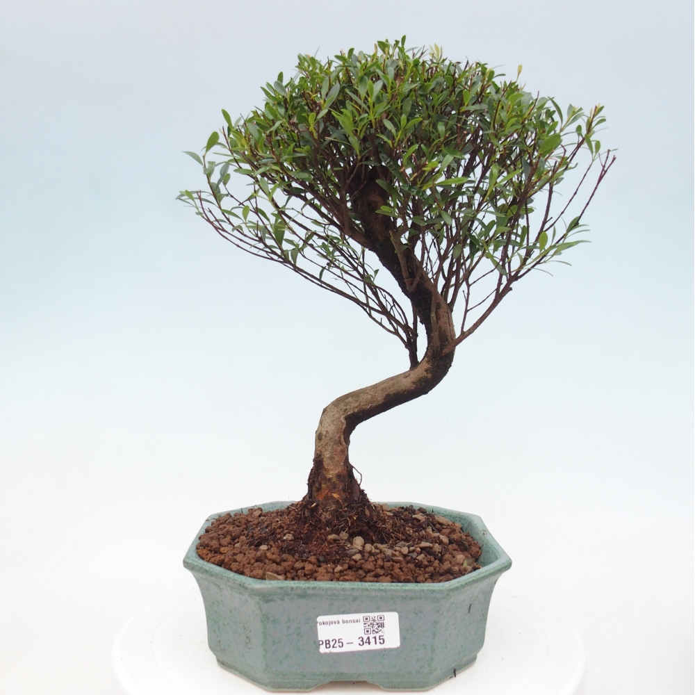 Zimmer Bonsai - Syzygium - Piment
