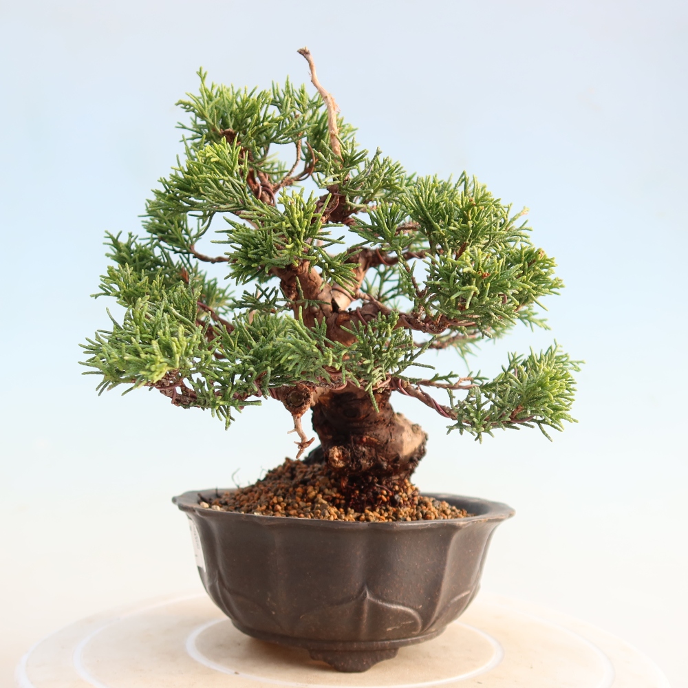 Bonsai für draußen - Juniperus chinensis Itoigawa