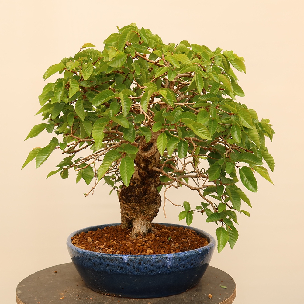 Bonsai für draußen - Karpinus Coreana - Koreanische Hainbuche