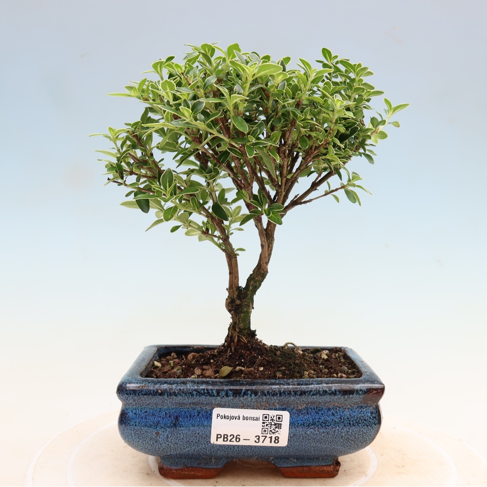 Zimmerbonsai - Serissa foetida Variegata - Baum der Tausend Sterne