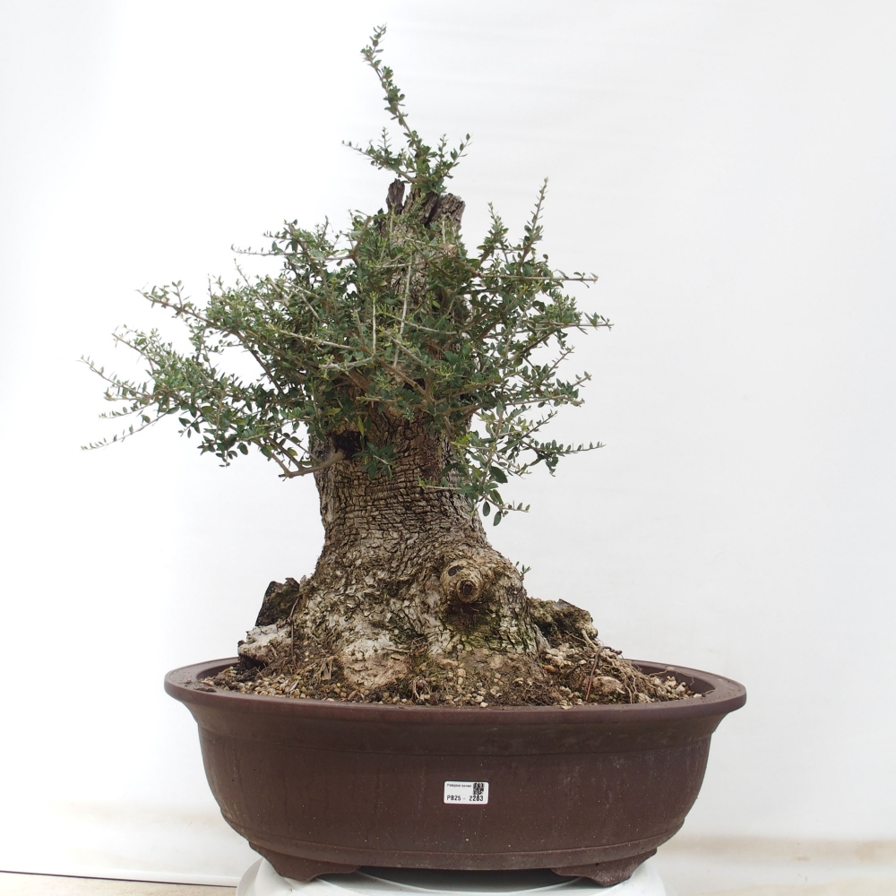 Zimmerbonsai - Olea europaea sylvestris