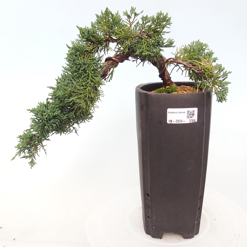 Bonsai für draußen - Juniperus chinensis Kishu