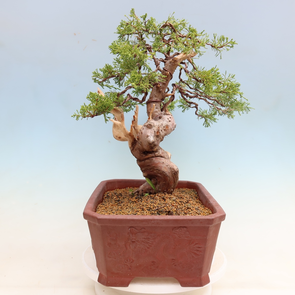 Bonsai für draußen - Juniperus chinensis Itoigawa-Juniperus chinensis
