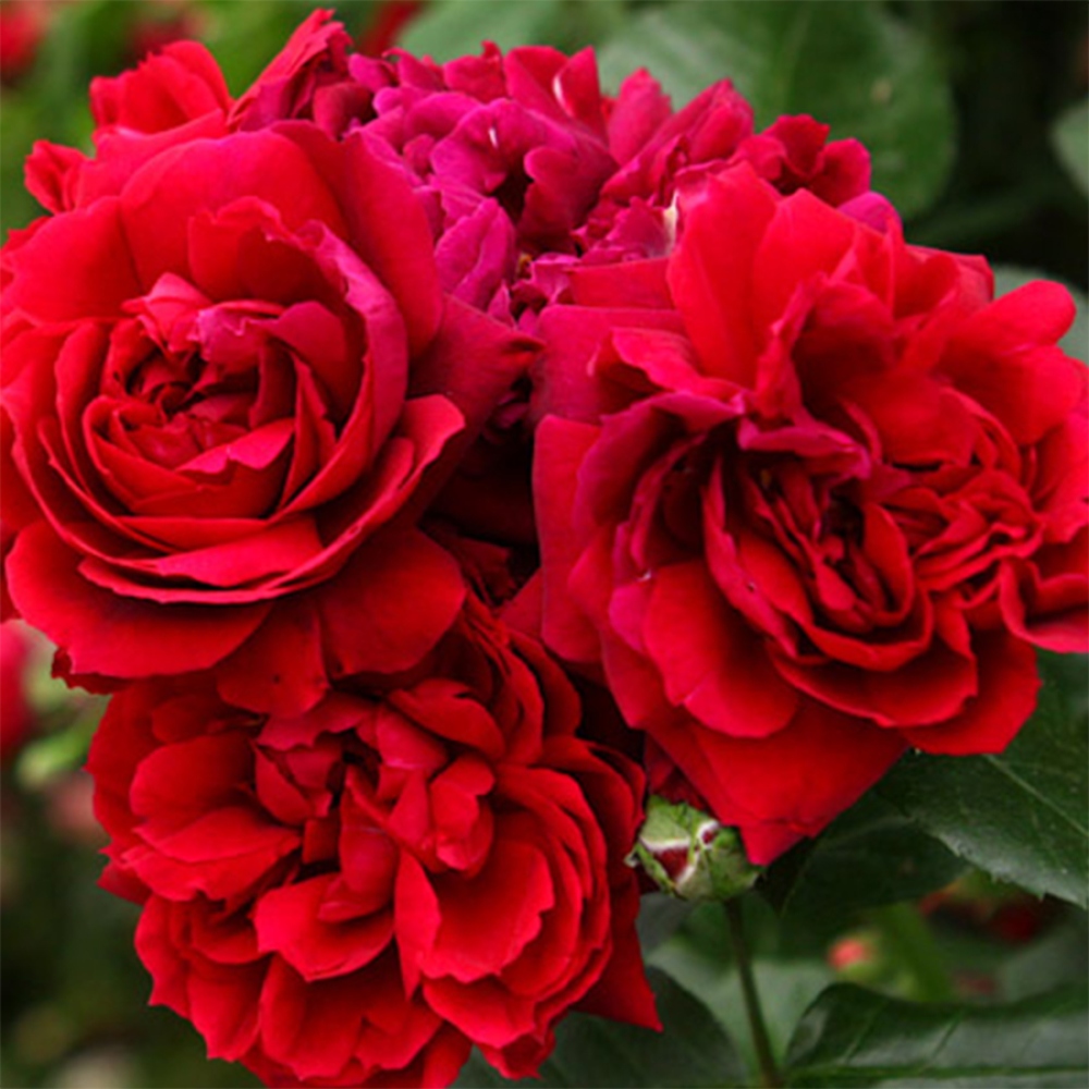 Bonsai für draußen - Rosa Kordes - Rose