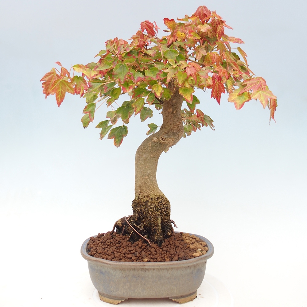 Bonsai für draußen - Acer Buergerianum - Bergahorn