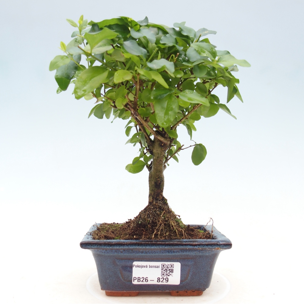 Zimmer Bonsai -Ligustrum chinensis - Vogelschnabel