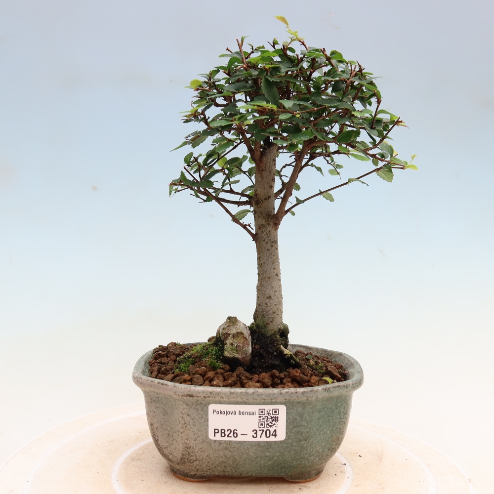Zimmerbonsai - Ulmus parvifolia - Kleinblättrige Ulme
