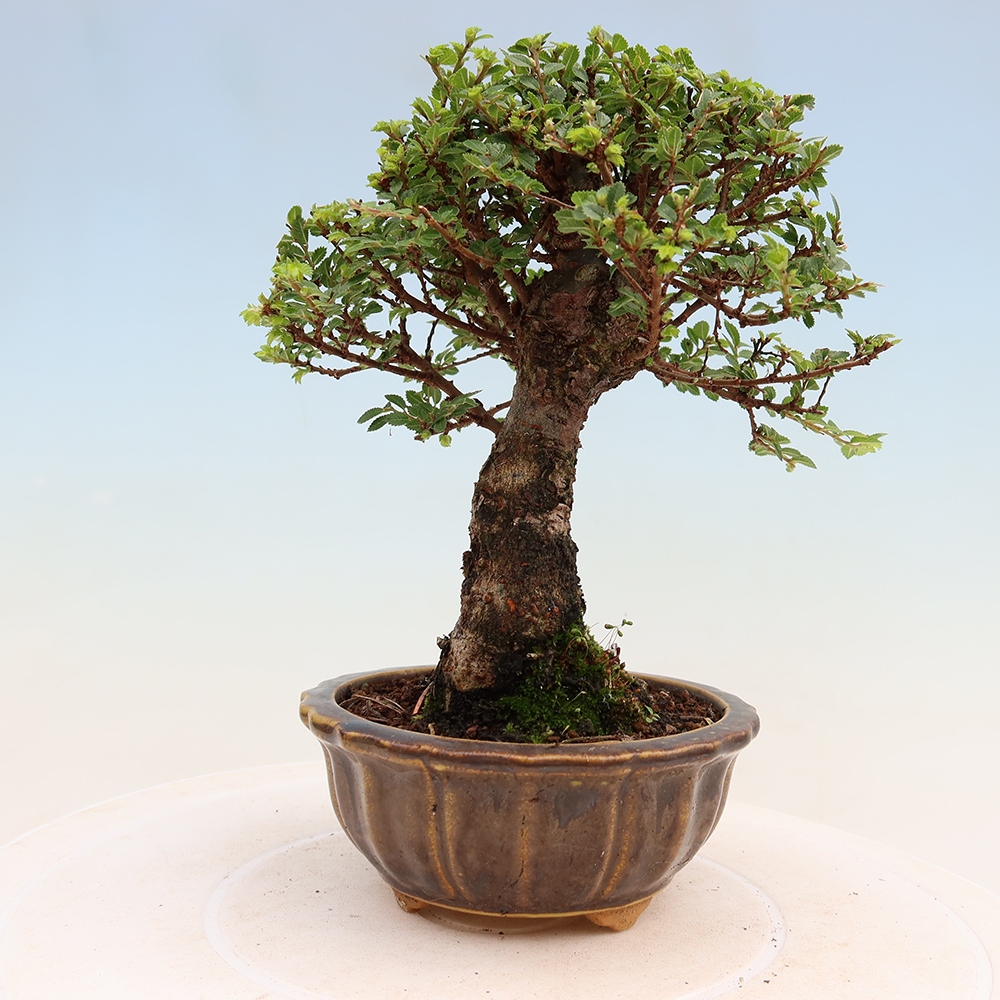 Bonsai für draußen - Ulmus parvifolia Sagei - Kleinblättrige Ulme