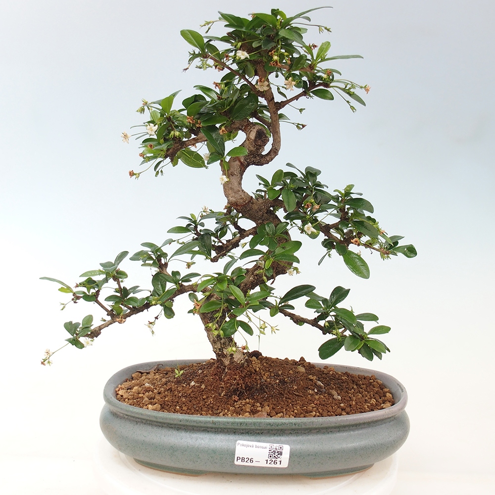 Zimmer-Bonsai - Carmona macrophylla - Tee-Fuki