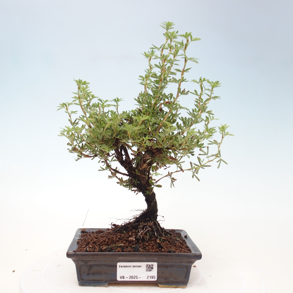 Bonsai für draußen - Potentila fruticosa gelber Vogel