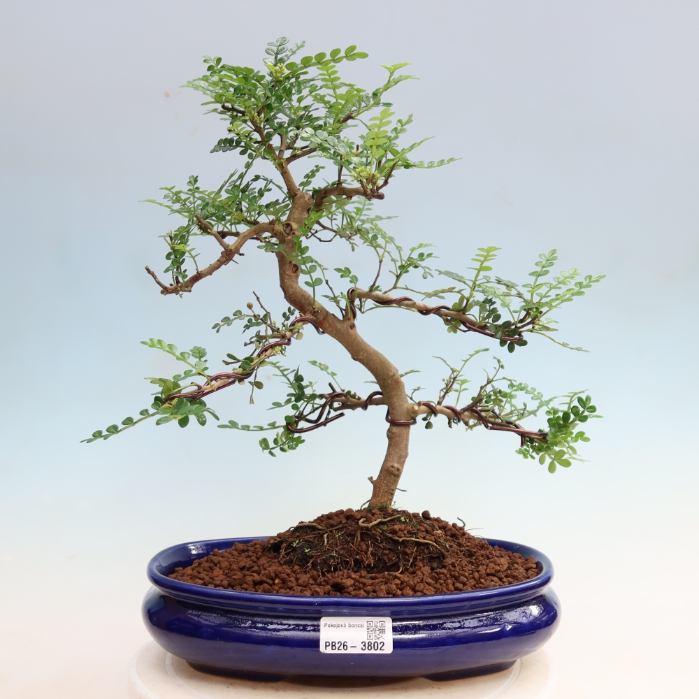 Zimmer Bonsai - Zantoxylum piperitum - Pfefferbaum