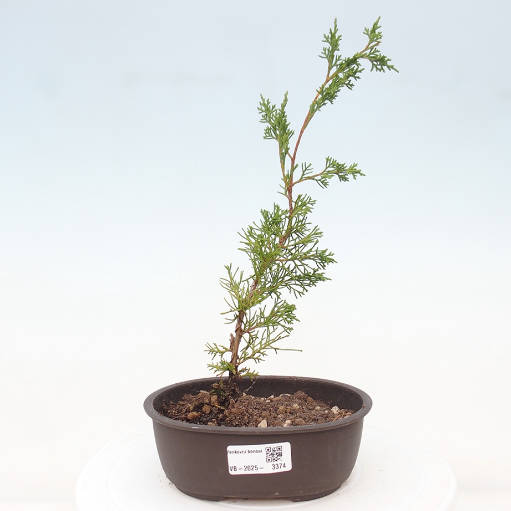 Bonsai für draußen - Juniperus chinensis Itoigawa