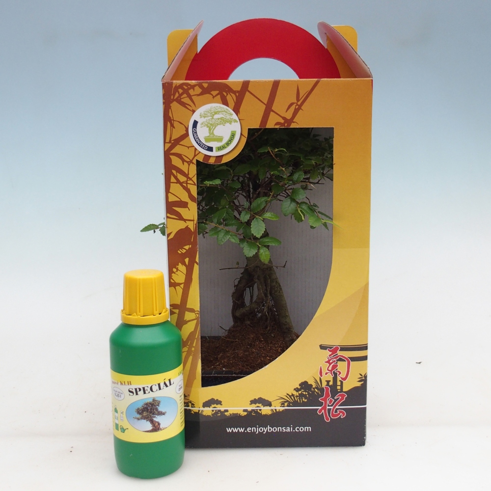 Ulmus parvifolia - Chinesische Ulme