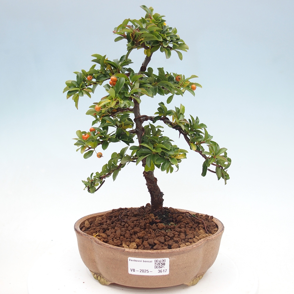 Freiland-Bonsai-Pyracantha Teton -Hlox