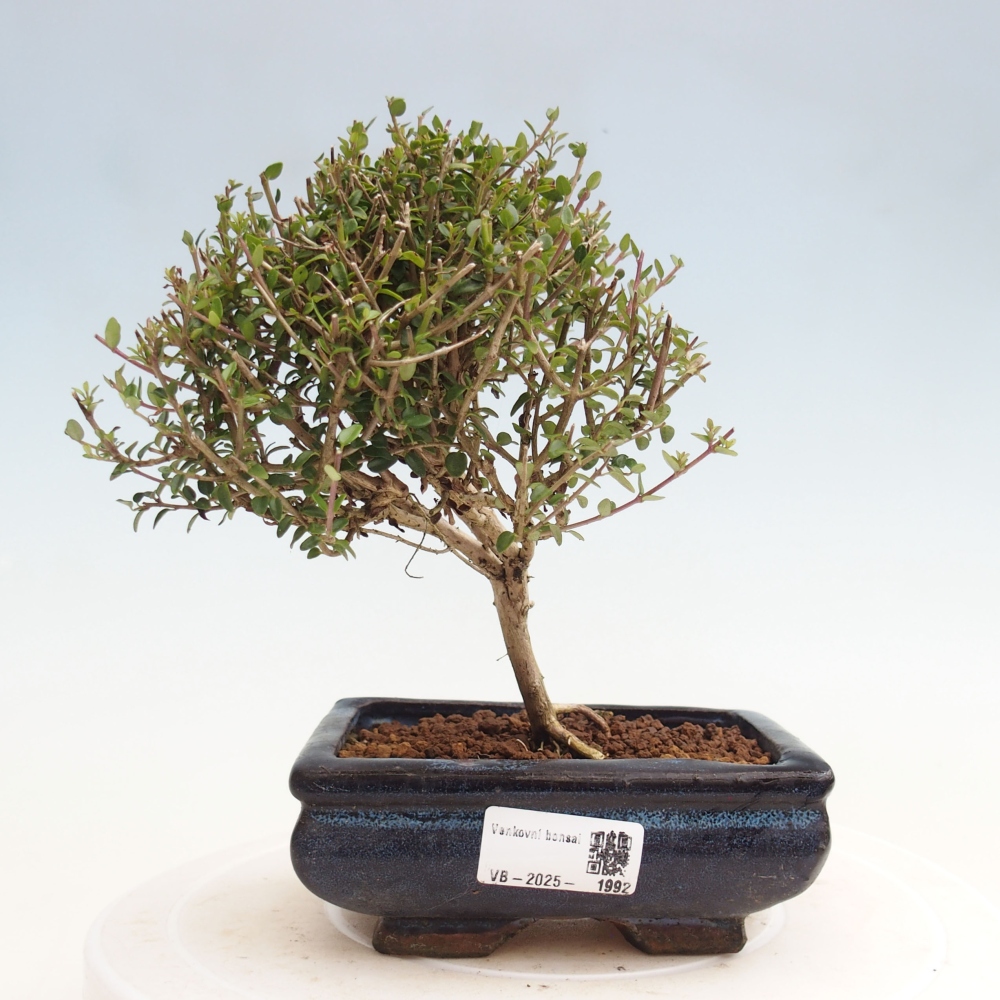 Freiland-Bonsai-Lonicera nitida Twiggy -Geißblatt