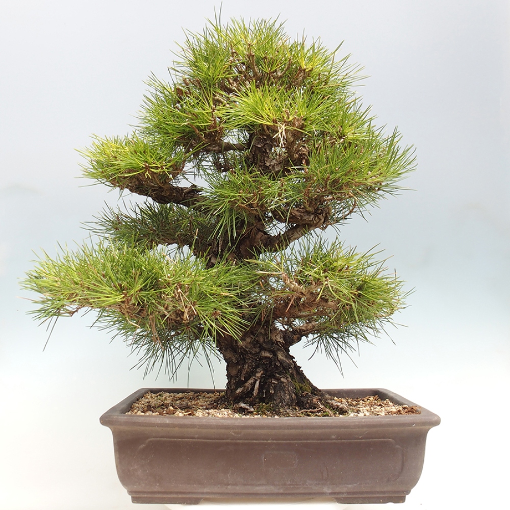 Bonsai für draußen - Pinus thunbergii - Thunberg-Kiefer