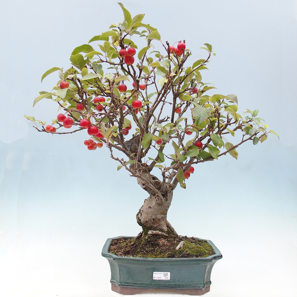 Outdoor-Bonsai -Malus halliana - Kleinfrüchtiger Apfelbaum