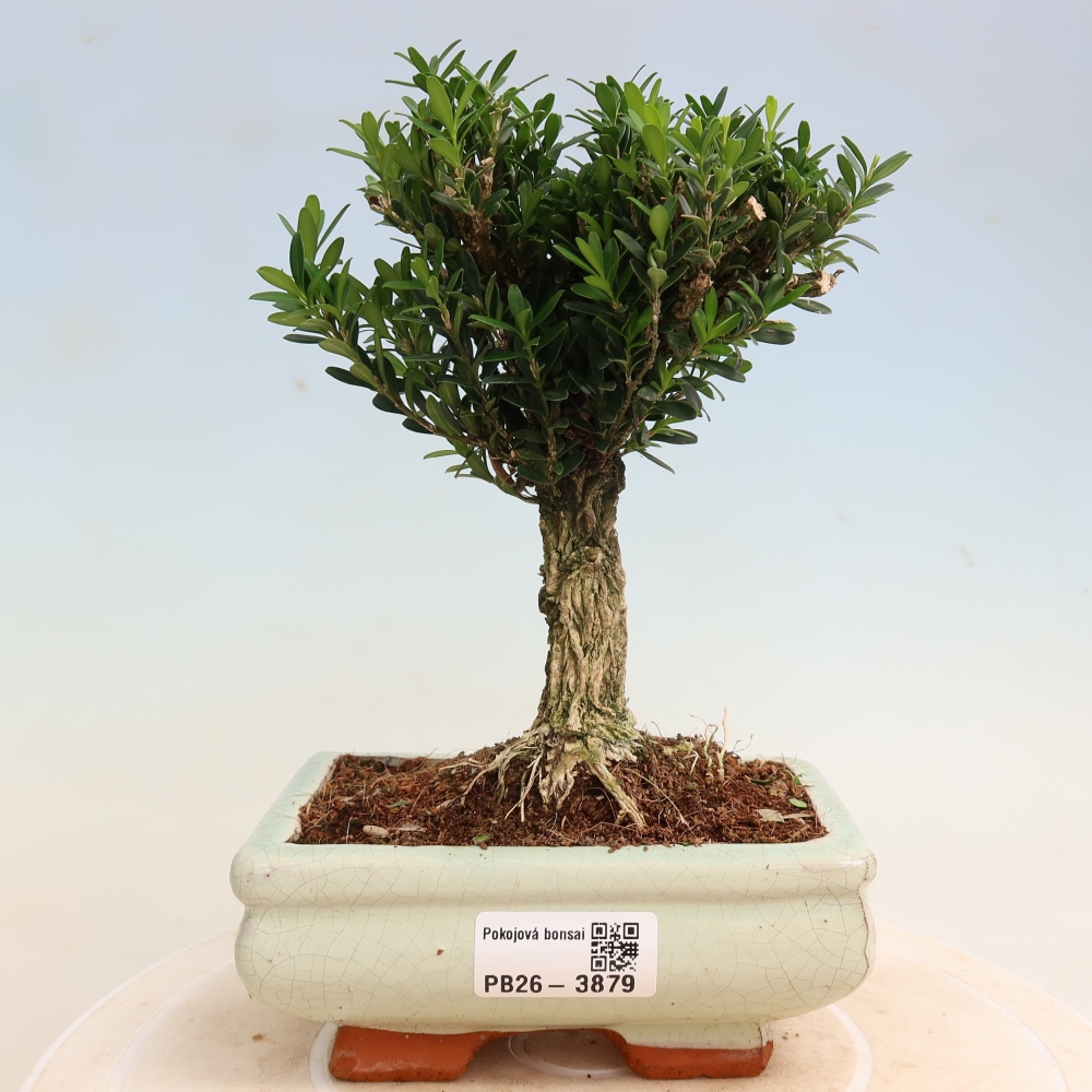 Zimmer Bonsai - Buxus harlandii - Korkbuxus