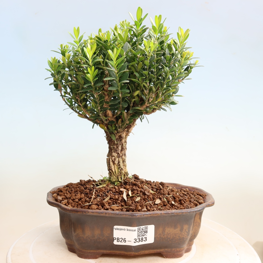 Zimmer Bonsai - Buxus harlandii - Korkbuxus