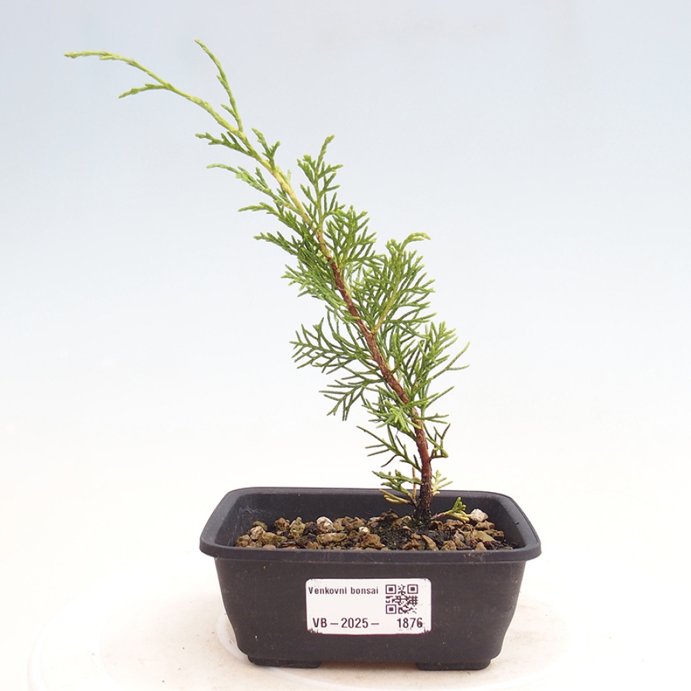 Bonsai für draußen - Juniperus chinensis Itoigawa