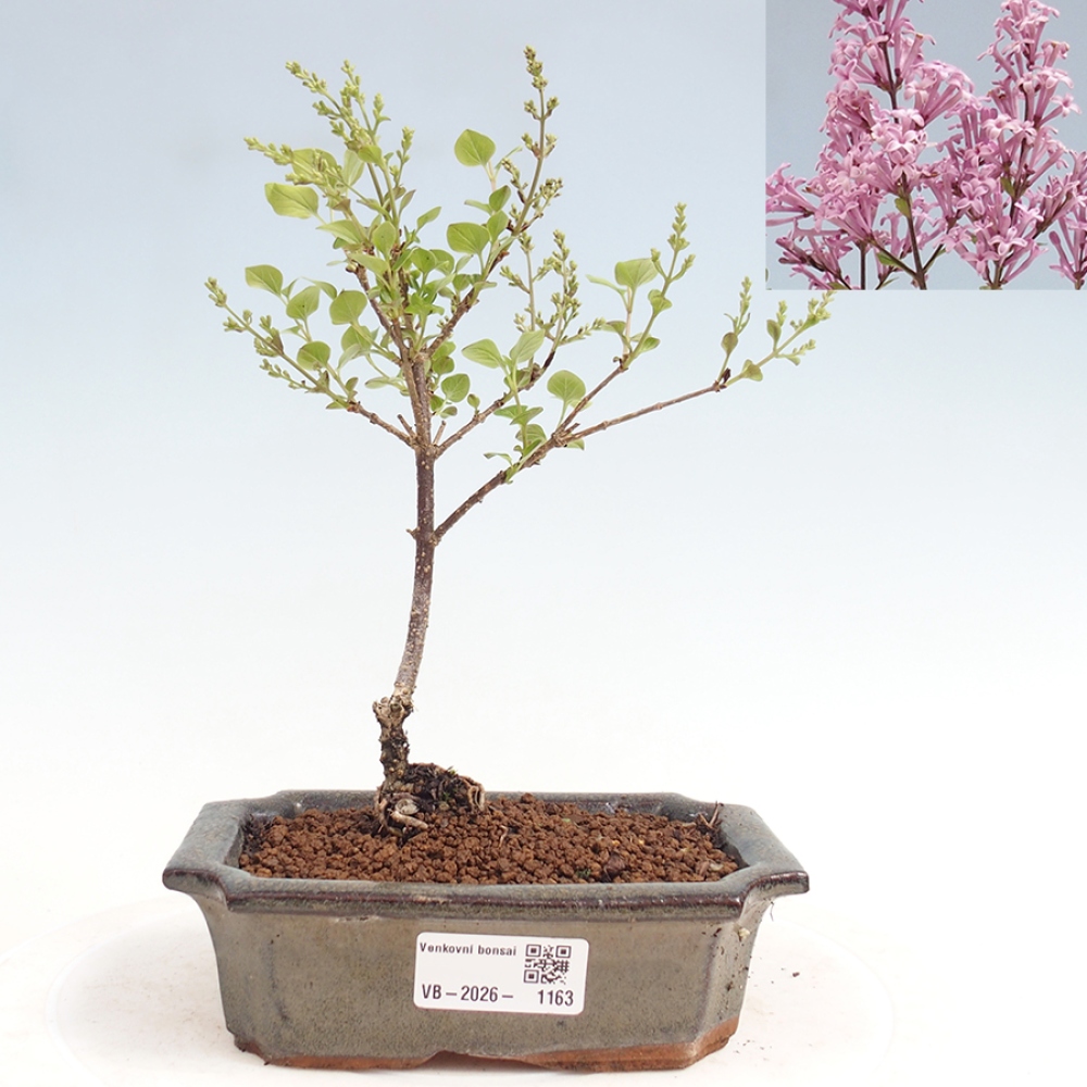 Bonsai für draußen - Syringa Meyeri Palibin - Meyer's Flieder