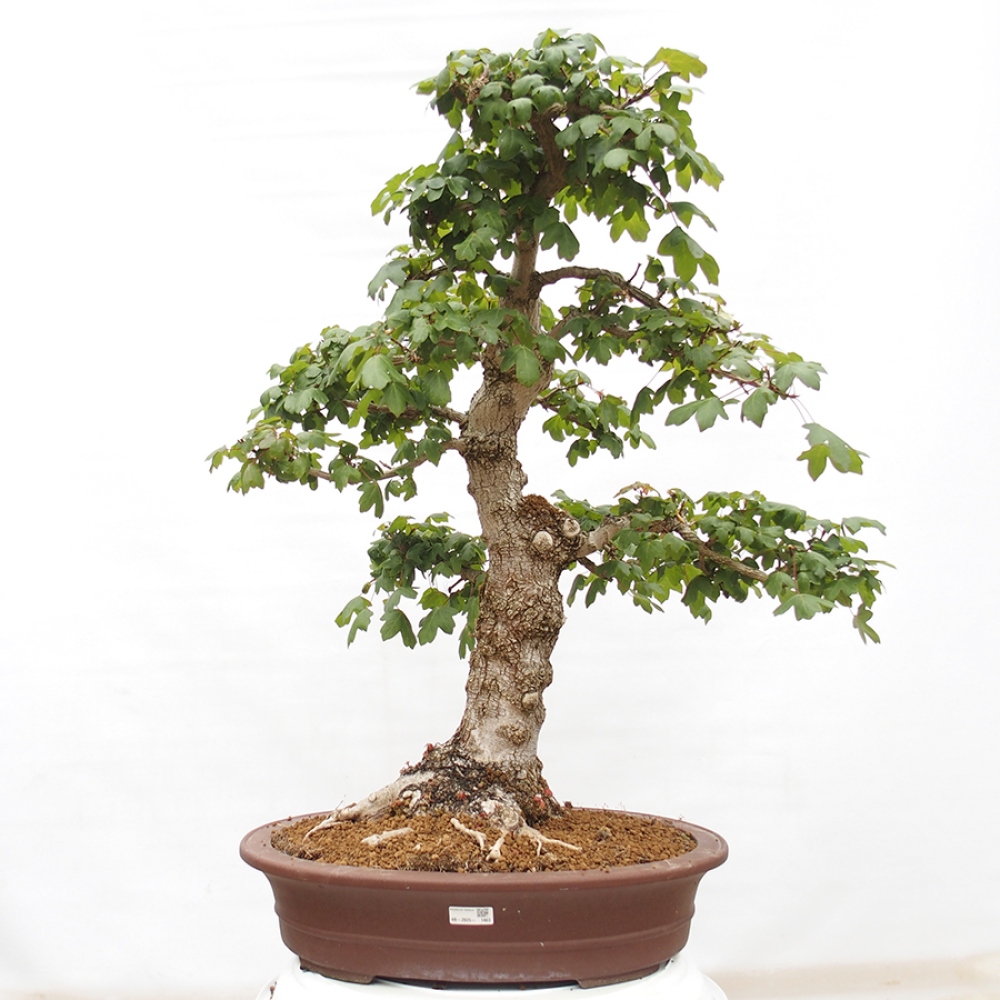 Bonsai für draußen -Javor babyka - Acer campestre