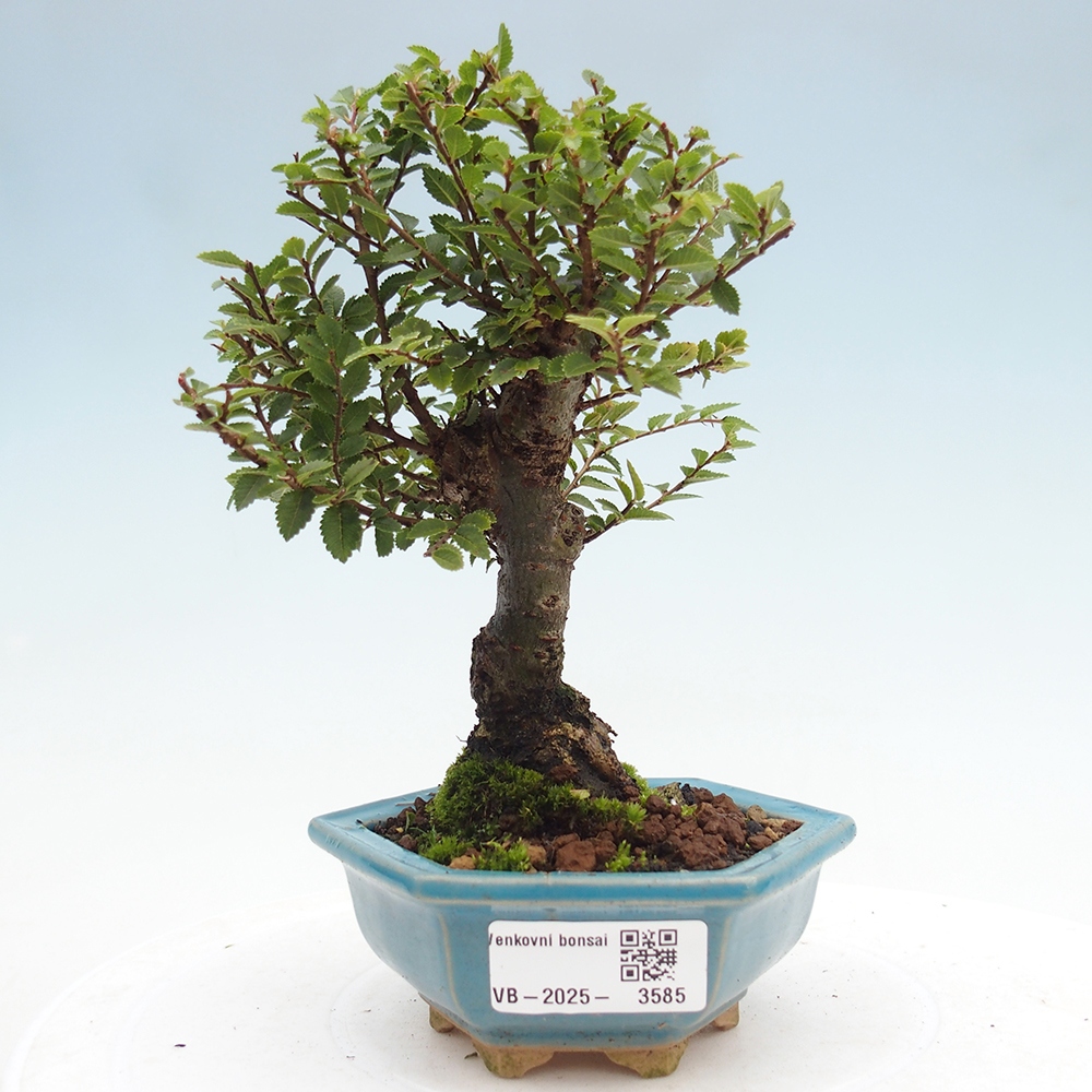Bonsai für draußen - Ulmus parvifolia Hokkaido - Chinesische Ulme
