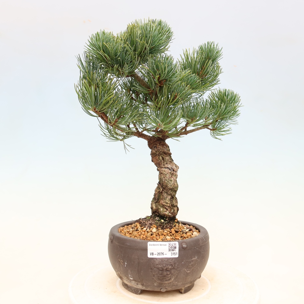 Bonsai für draußen - Pinus parviflora - Pinus parviflora