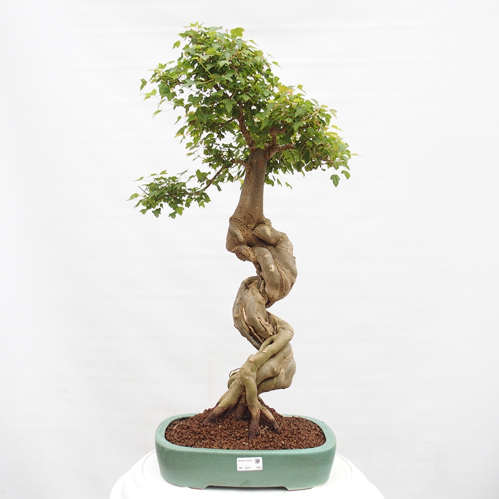 Bonsai für draußen - Acer Buergerianum - Bergahorn
