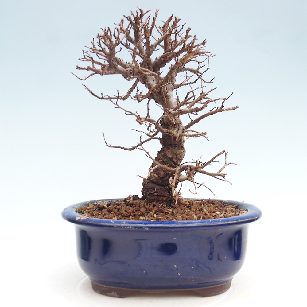 Bonsai für draußen - Zelkova - Zelkova NIRE