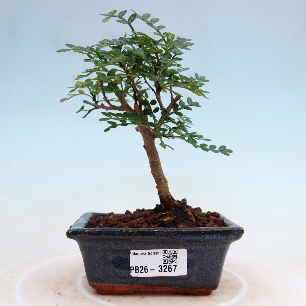 Zimmer Bonsai - Zantoxylum piperitum - Pfefferbaum