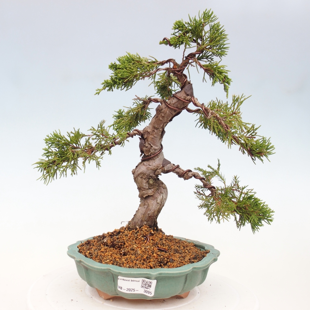 Bonsai für draußen - Juniperus chinensis Itoigawa