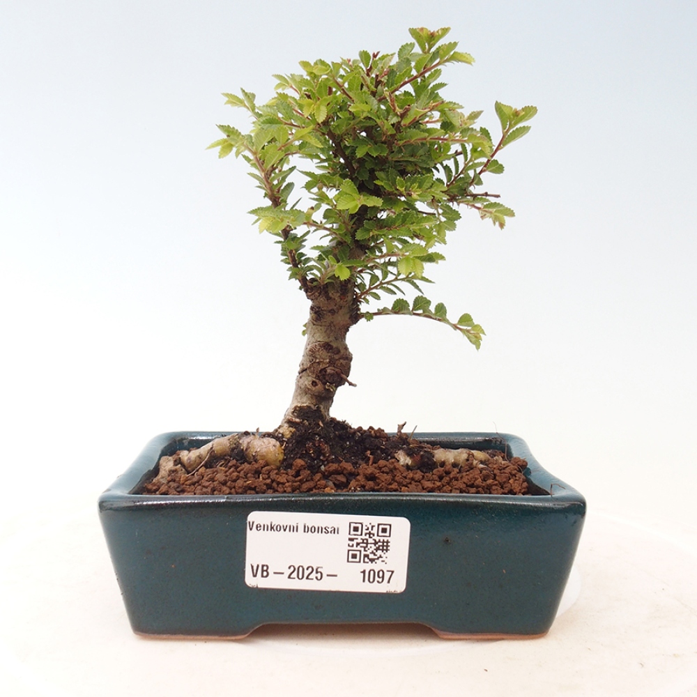 Bonsai für draußen - Ulmus parvifolia Sagei - Kleinblättrige Ulme