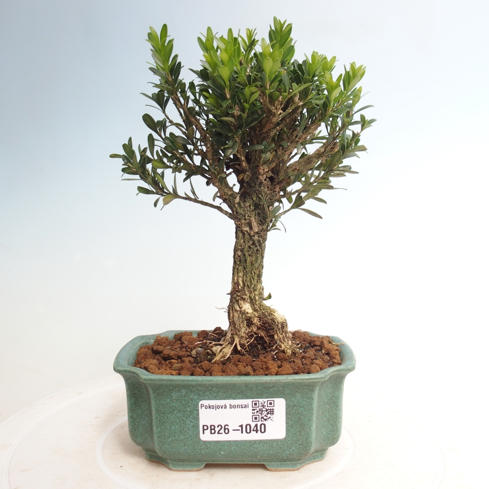 Zimmer Bonsai - Buxus harlandii - Korkbuxus