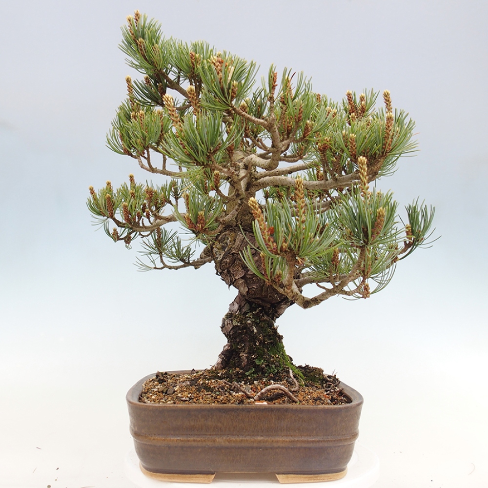 Bonsai für draußen - Pinus parviflora - Pinus parviflora