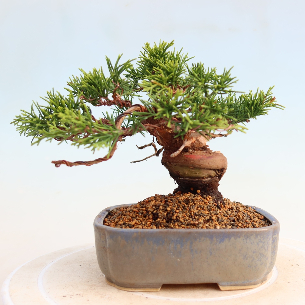 Bonsai für draußen - Juniperus chinensis Itoigawa