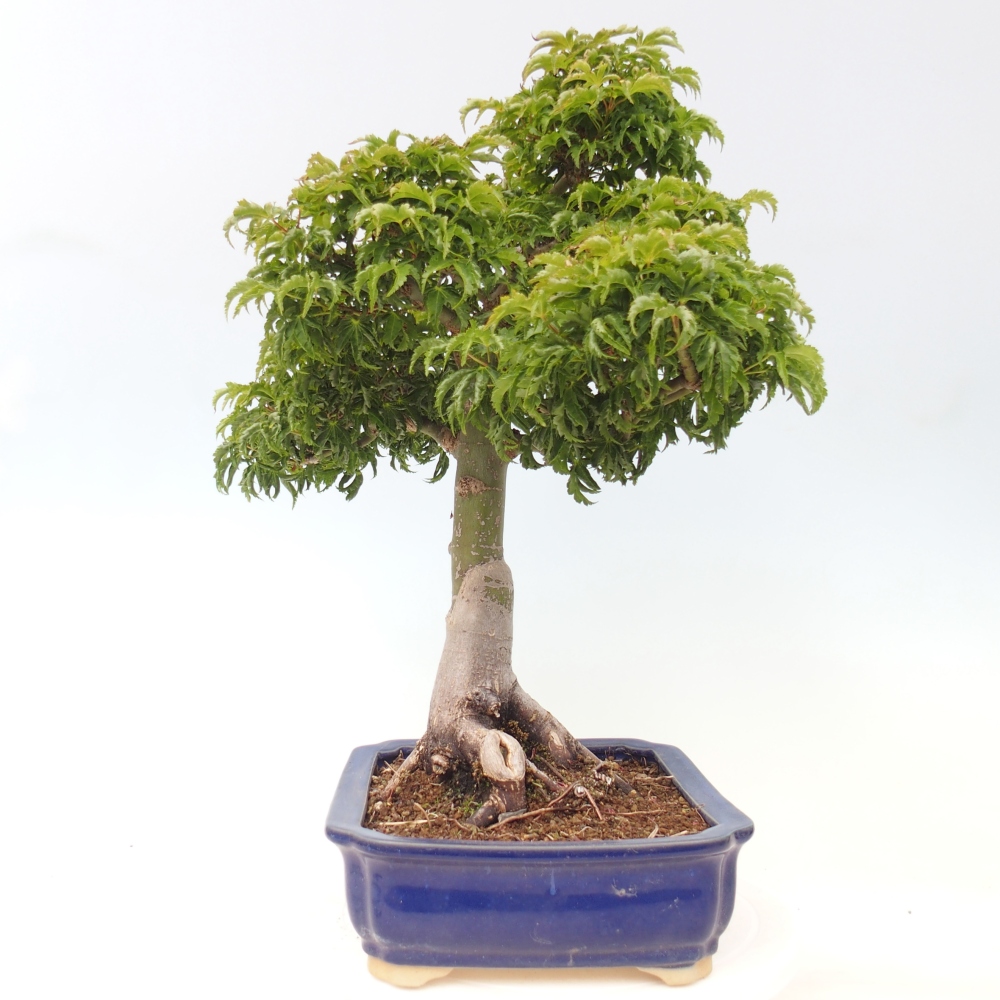 Bonsai für draußen -Javor-Palme Acer palmatum Shishigashira