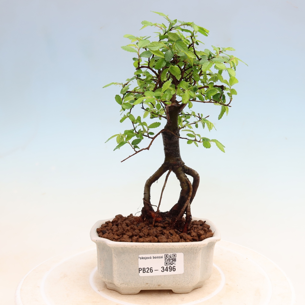 Zimmerbonsai - Ulmus parvifolia - Kleinblättrige Ulme